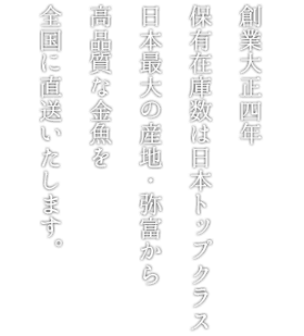 創業対象四年保有在庫数は日本トップクラス日本最大の産地・弥富から高品質な金魚を全国に直送いたします。